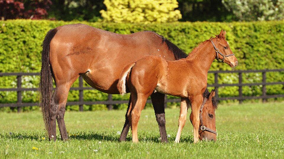 Dawn Approach x Masaya