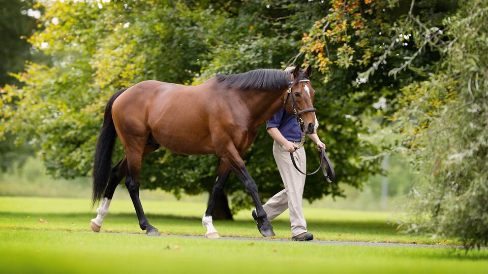 Race horse being led