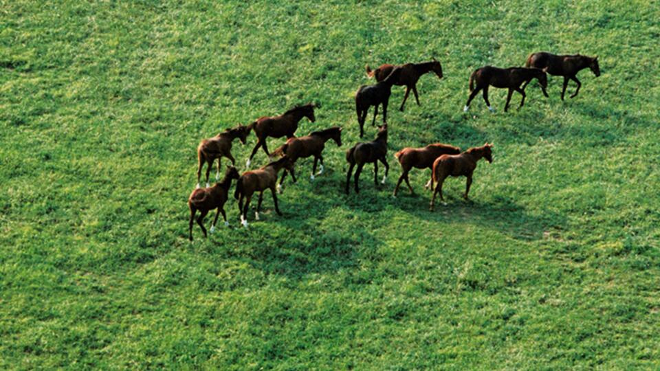 Breeding mares in a field, photographed from above