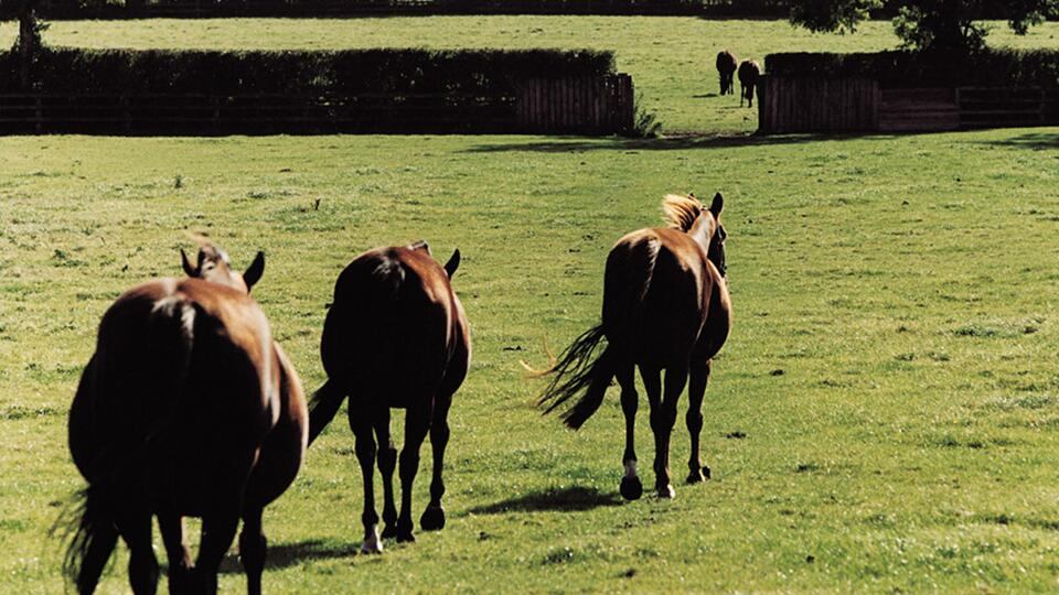 Breeding mares relaxing