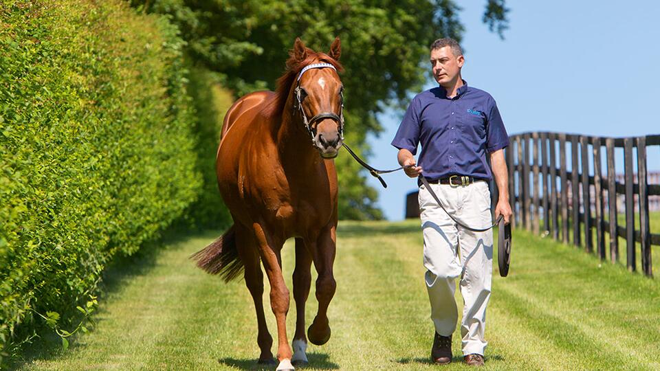 Breeding stallion being led