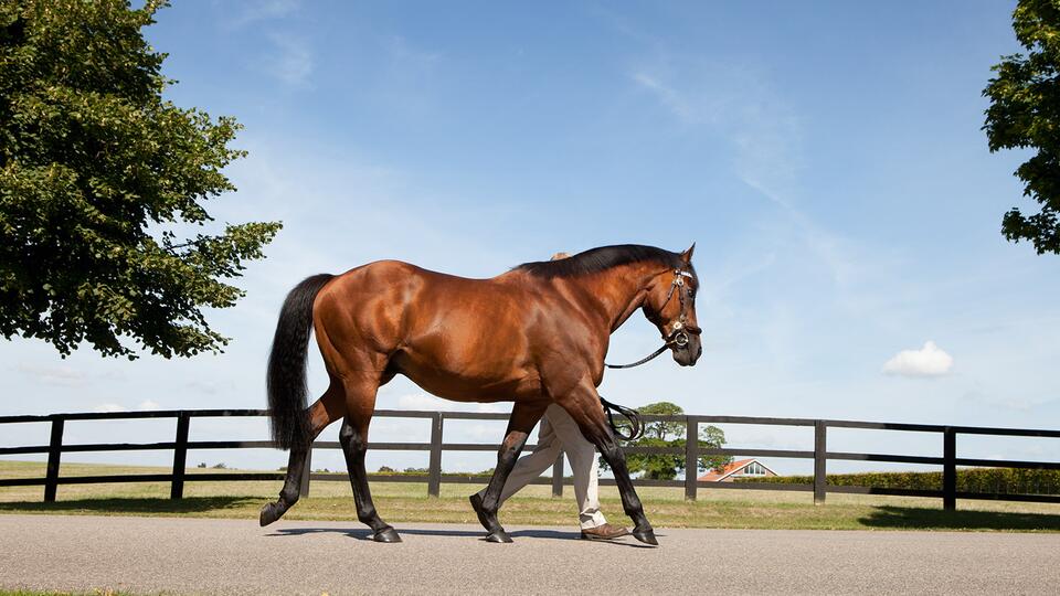 Breeding stallion being led