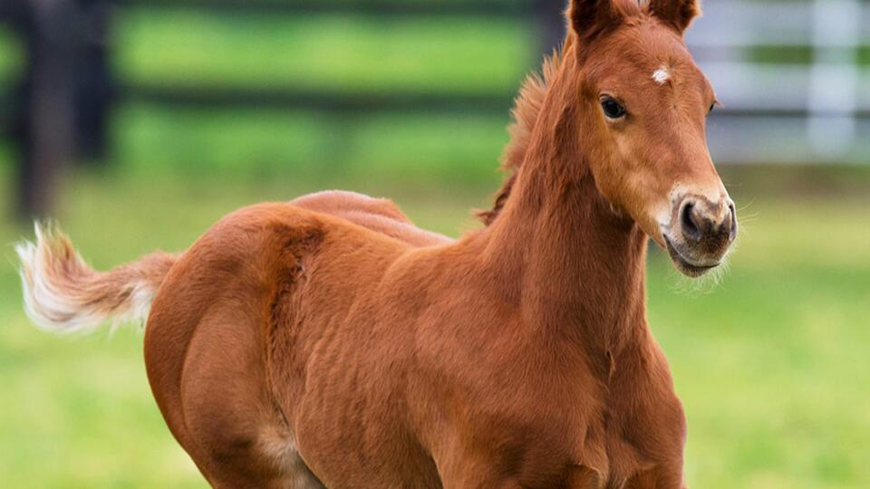 Youngstock foal