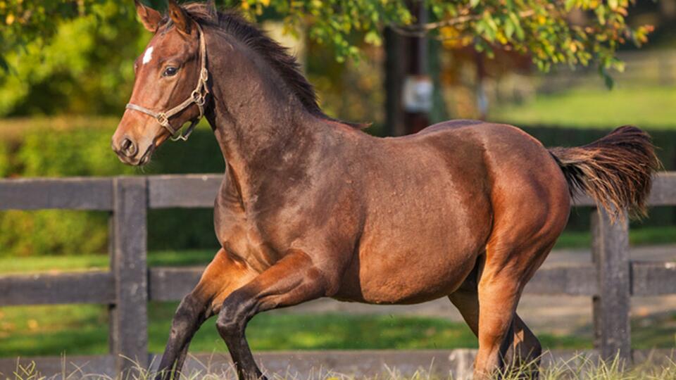 Youngstock yearling