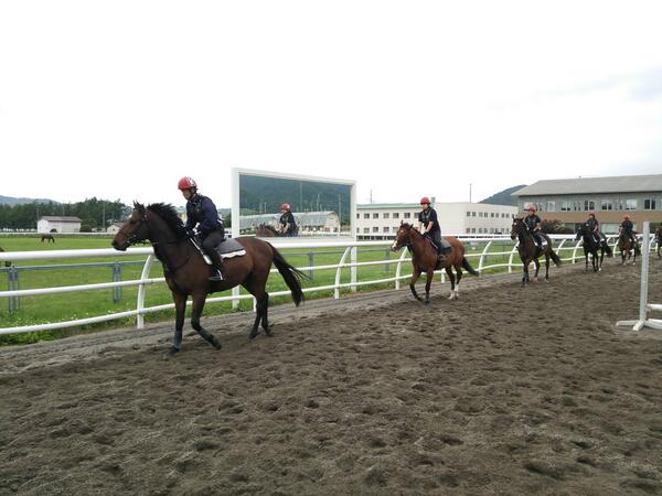 Horses on track