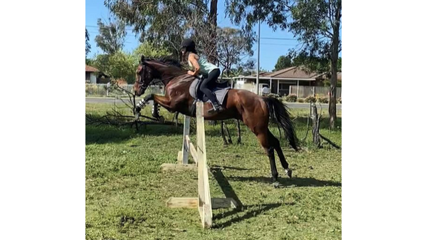 Horse jumping