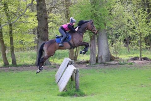 Horse jumping high fence with woodland in the background 