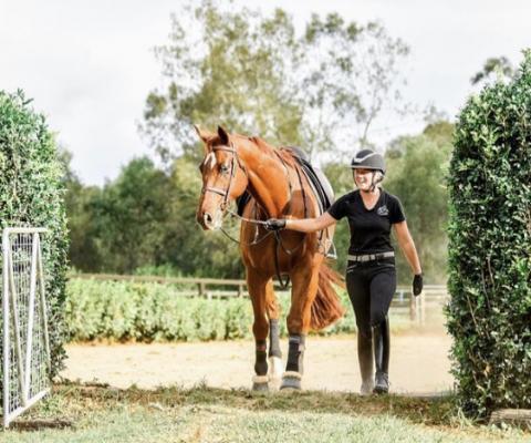 Horse being lead/walked