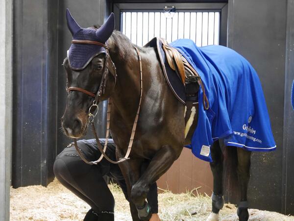 Horse receiving some attention to front left hoof 