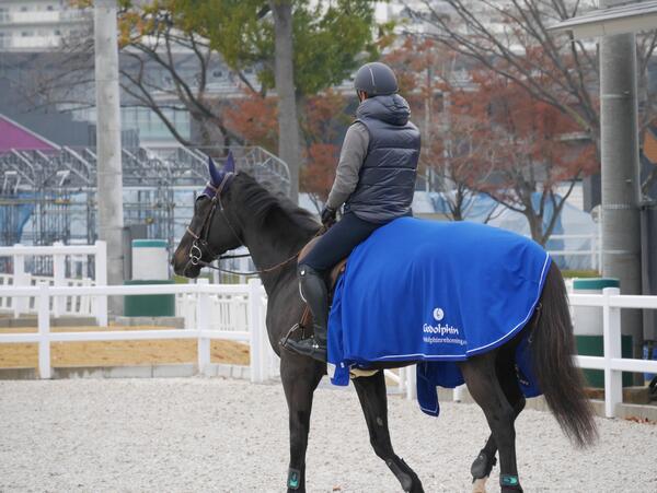 Horse and rider with blue Godolphin rug