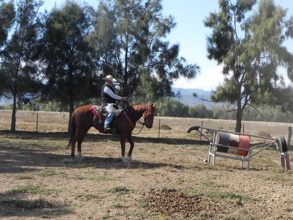 Floodlit - Reining Cow horse training